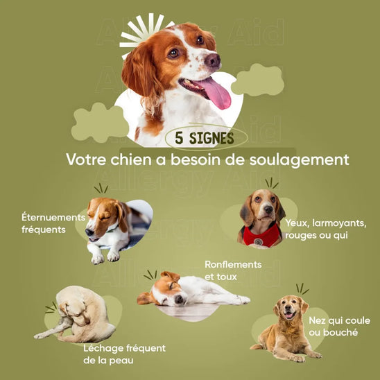 Formule naturelle anti allergie pour chien