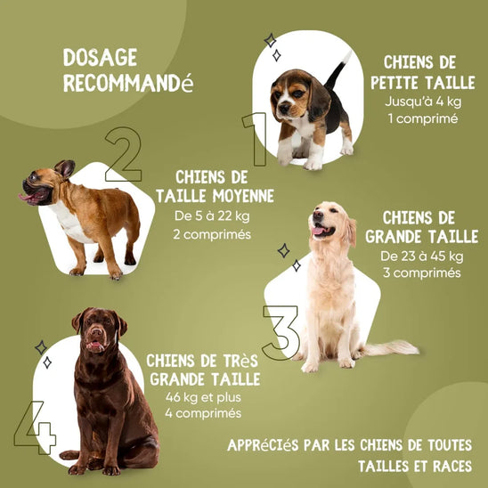 Dosage de l’antiallergique pour chien