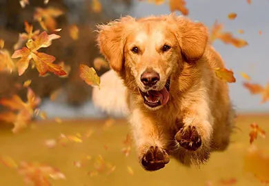 Santé des os et des articulations