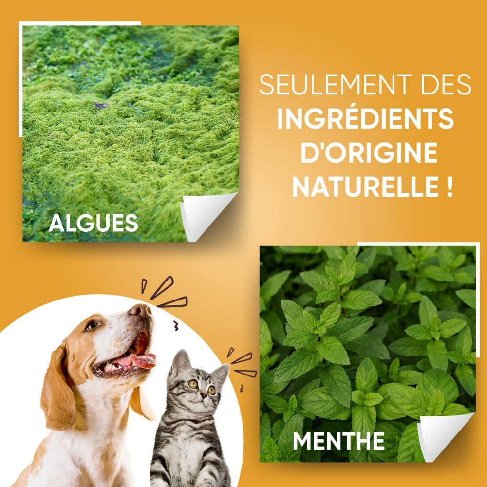 denti-care-powder-fr-new-03.jpg