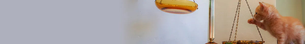 ANIMIGO FR