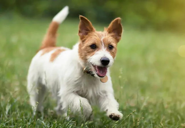 Accessoires pour Chiens