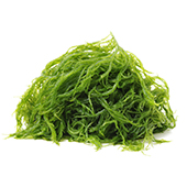 Seaweed Seaweed