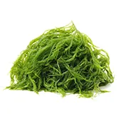 Seaweed Seaweed