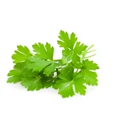 Parsley Leaf