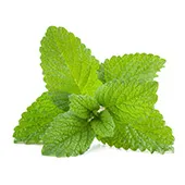 Huile de menthe poivrée Huile de menthe poivrée