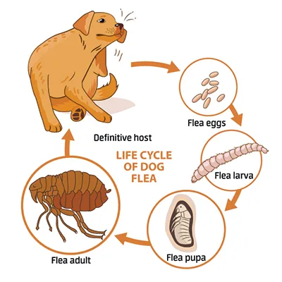 3 pièges à puces faciles à faire soi-même