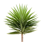 Yucca Schidigera Yucca Schidigera