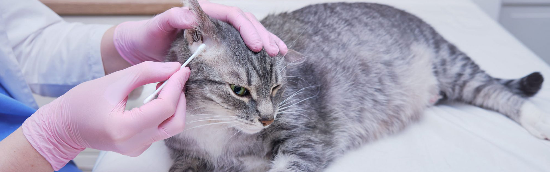 Il est important de scruter régulièrement le pelage de votre chat durant les saisons chaudes, surtout lorsqu’il joue dehors.