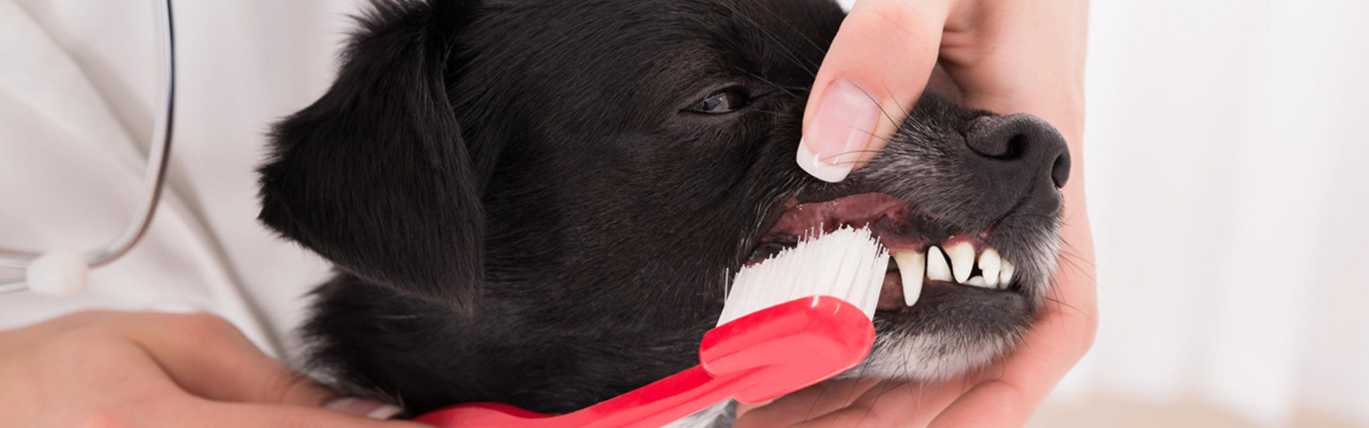 Les chiens aussi ont besoin d’avoir une bonne hygiène bucco-dentaire