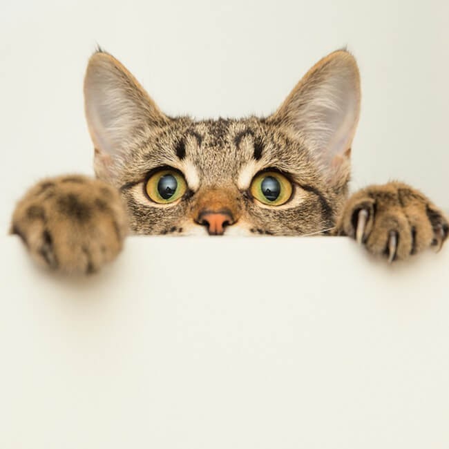 Comment Nettoyer Les Oreilles Du Chat Conseils Et Astuces Animigo Comment Nettoyer Les Oreilles Du Chat Conseils Et Astuces Animigo