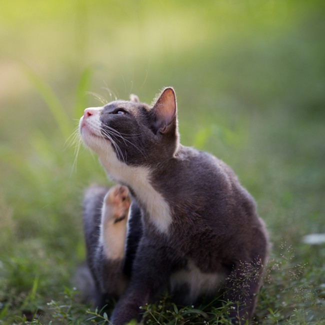 Comment Nettoyer Les Oreilles Du Chat Conseils Et Astuces Animigo Comment Nettoyer Les Oreilles Du Chat Conseils Et Astuces Animigo