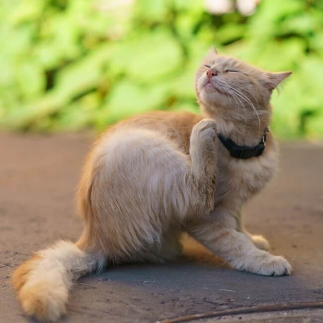 Comment Debarrasser Votre Chat Des Puces Animigo