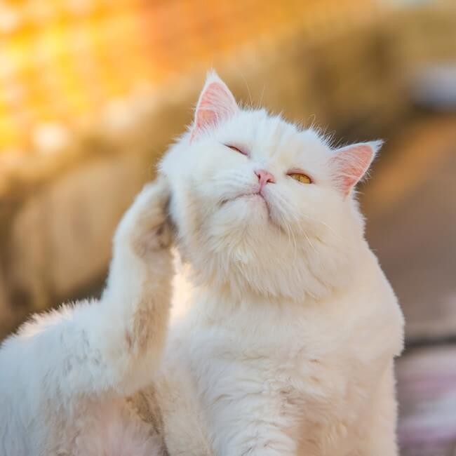 10 Maladies De Peau Courantes Chez Les Chats Animigo