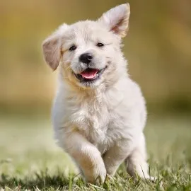 L'arthrite chez les chiens