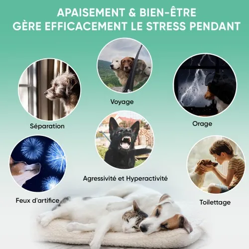 Huile de Chanvre pour chien et chat