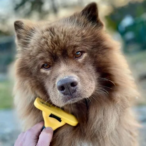 Brosses magique anti-poils  Toilettage chiens - Médor et Compagnie®