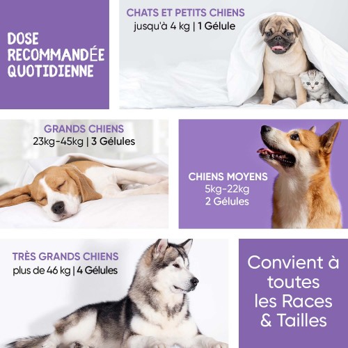 Glucosamine & Chondroïtine | Pour les articulations du chien et du ...