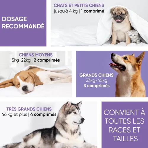 ANIMO-COMPLEXE, Articulation Chien