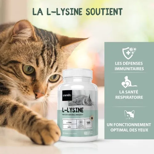 Bienfaits de la L-Lysine pour chats
