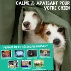 Comprimés anti-stress pour chien