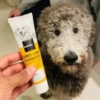 Dentifrice comestible pour chien