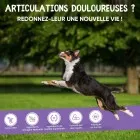 Complément alimentaire pour les articulations douloureuses chez le chien et le chat