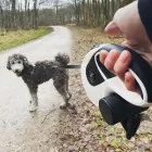 Laisse rétractable pour chien