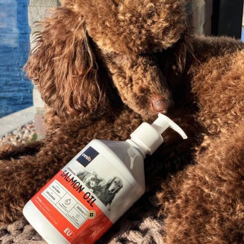 Les bienfaits de l'huile de saumon pour votre chien - BuddyBites
