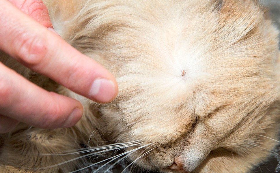 Les tiques sur un chat sont souvent difficiles à détecter et nécessitent une attention particulière.