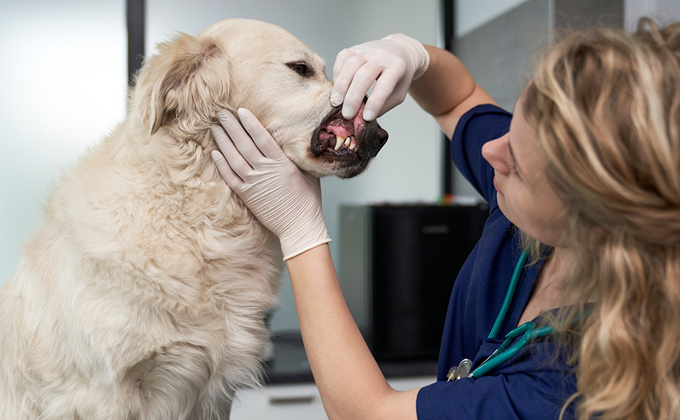 Toujours privilégier les soins dentaires pour chiens recommandés par les vétérinaires