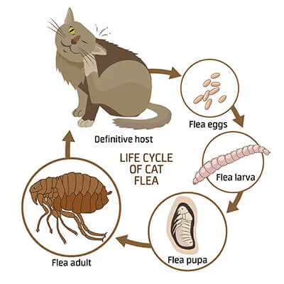 Comment débarrasser votre chat des puces ?