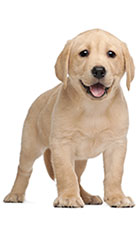 dog-icon