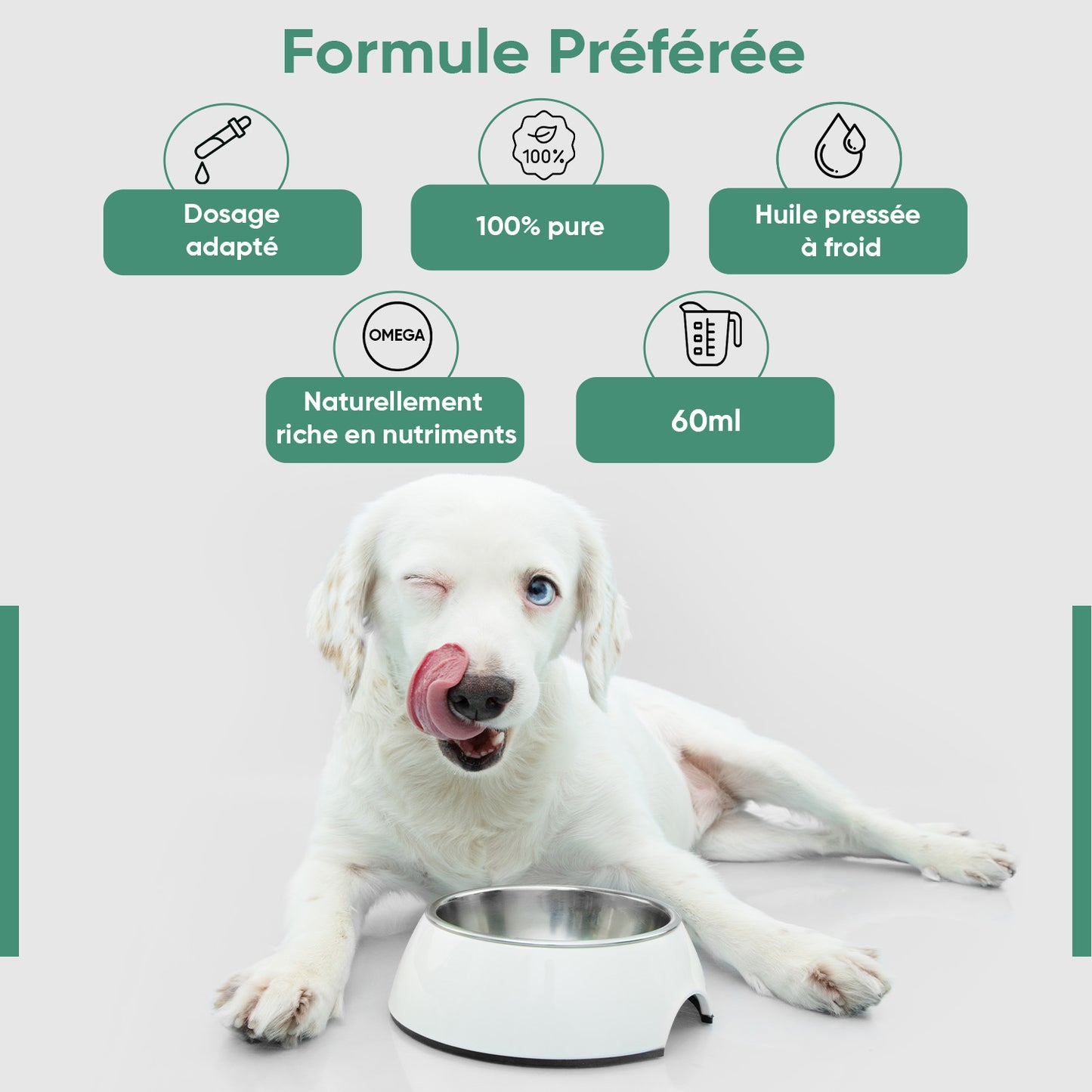 Huile de Chanvre pour Chiens