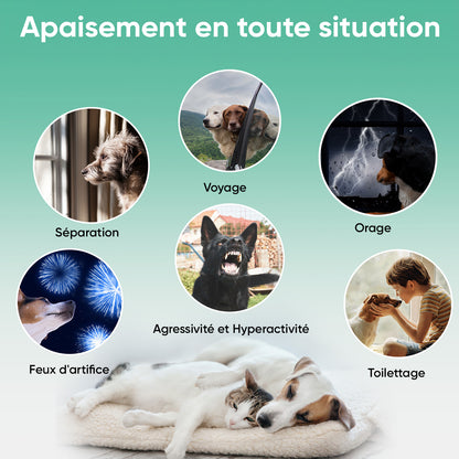 Huile de Chanvre pour Chiens