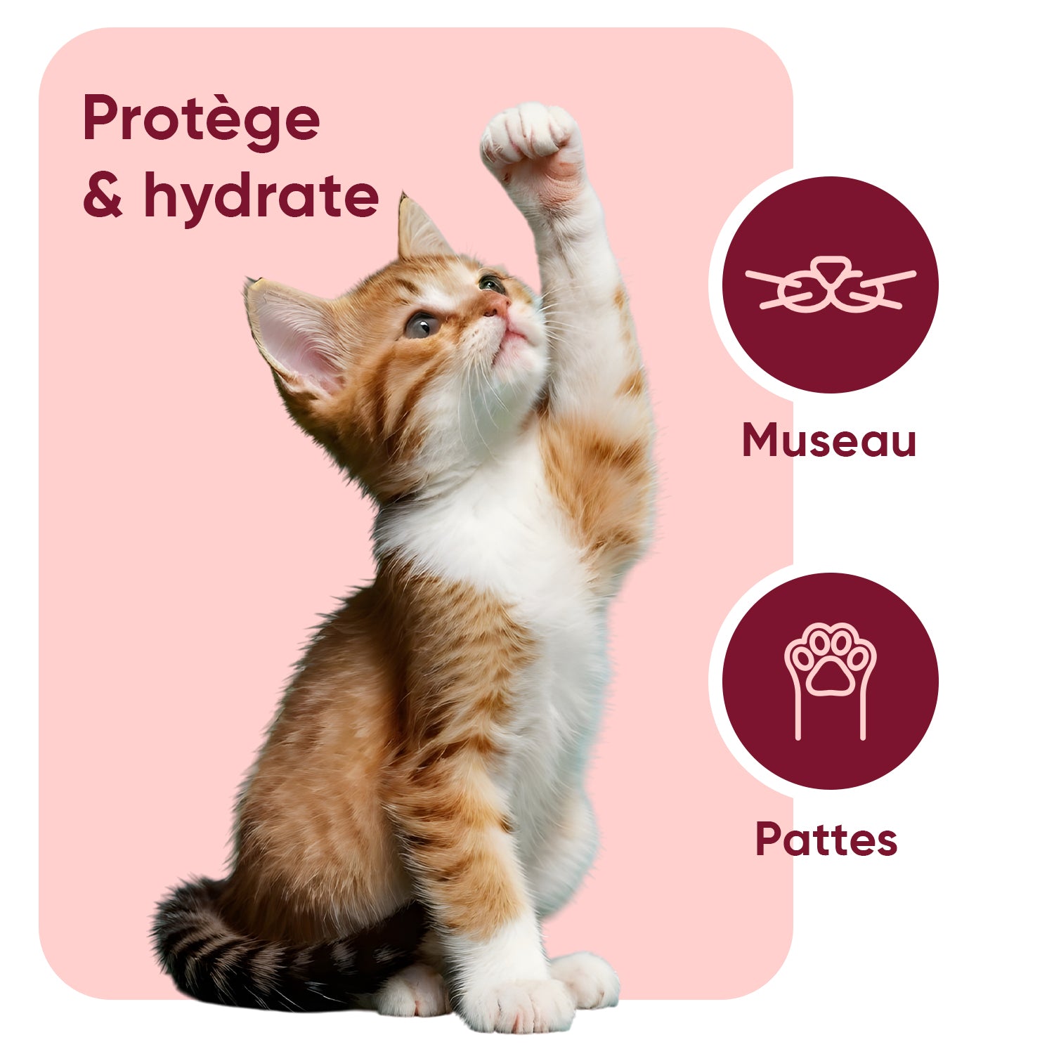 Baume pour coussinets et museau de chat 50 ml