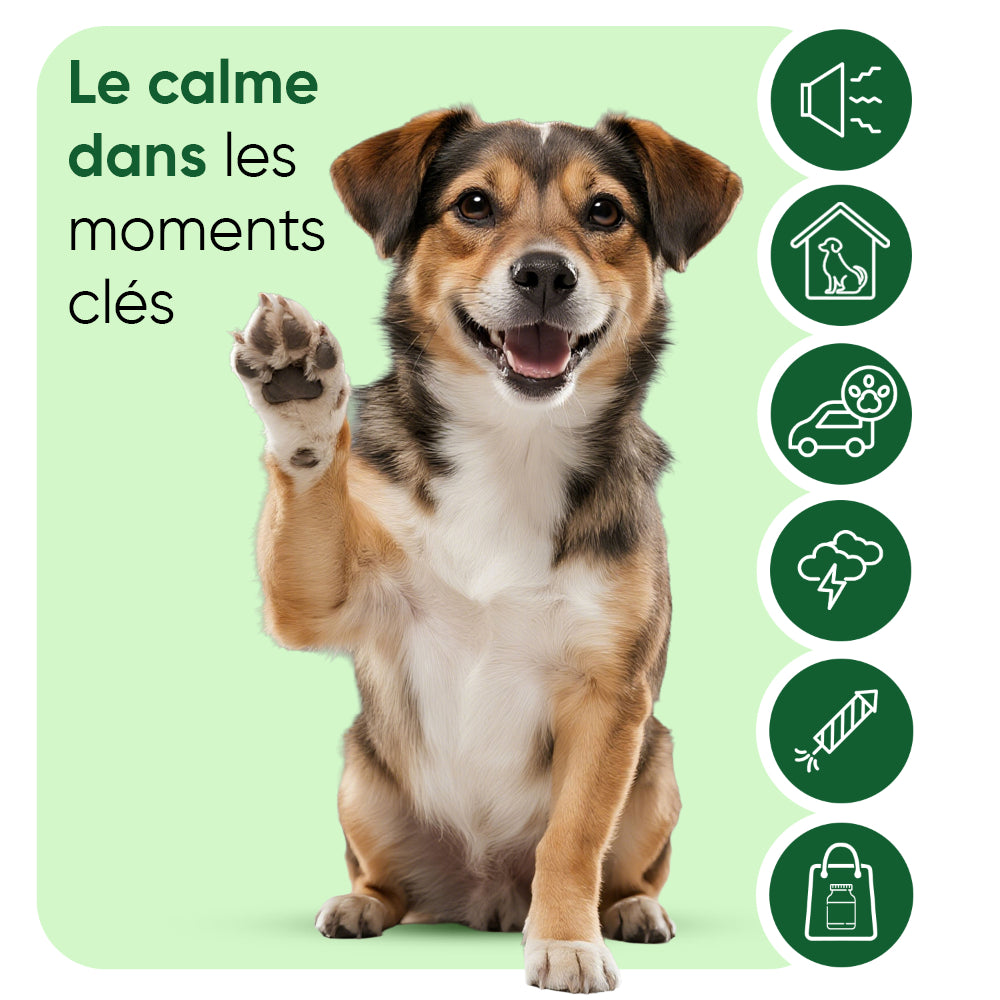 Gouttes apaisantes pour chiens 100 ml