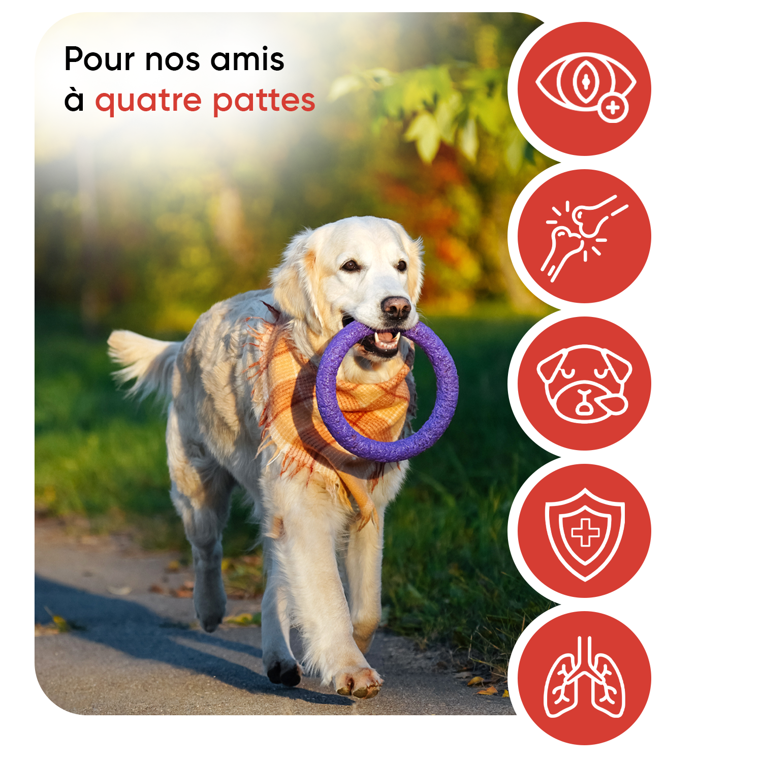 Poudre de L-lysine pour chiens 250 g