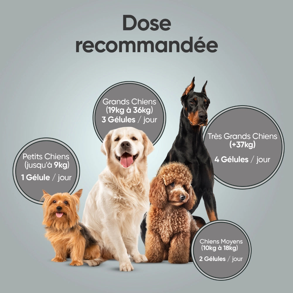 animigo-digestive-probiotics-for-dogs-120capsule-05