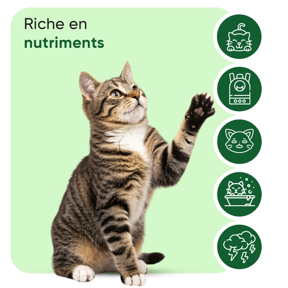 animigo-fr-hemp-oil-caps-01
