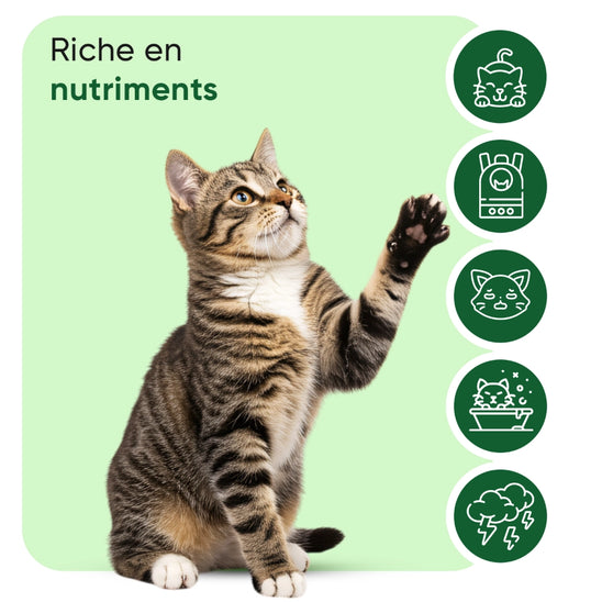 animigo-fr-hemp-oil-caps-01