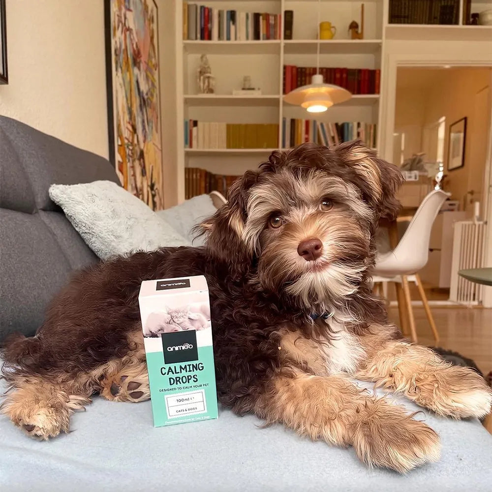 arthurthepup.webp