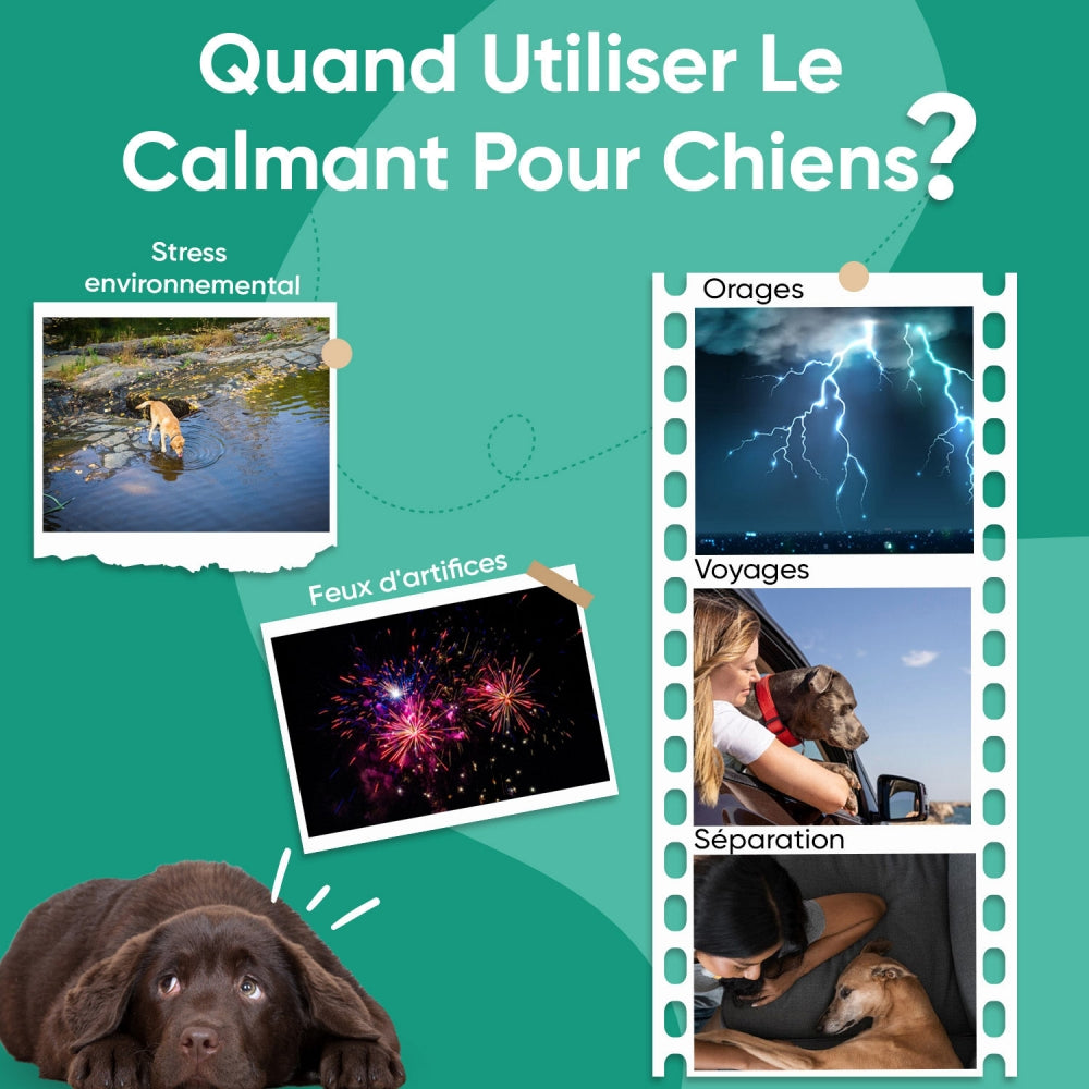 calming-aid-dogs-fr-4