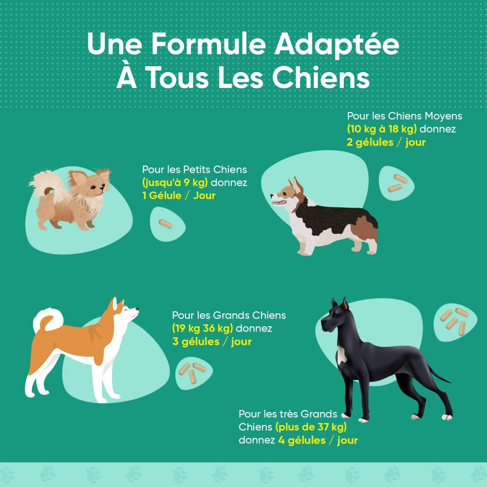calming-aid-dogs-fr-5