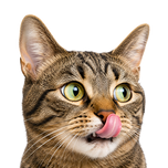 Chats 