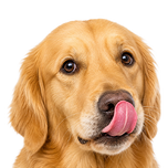 Chiens 