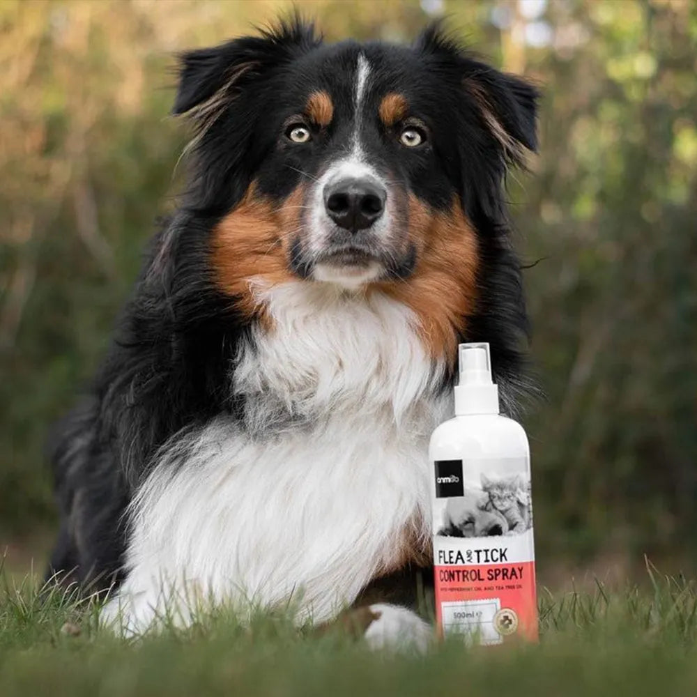 Spray anti puce pour que votre chien passe des journées paisibles