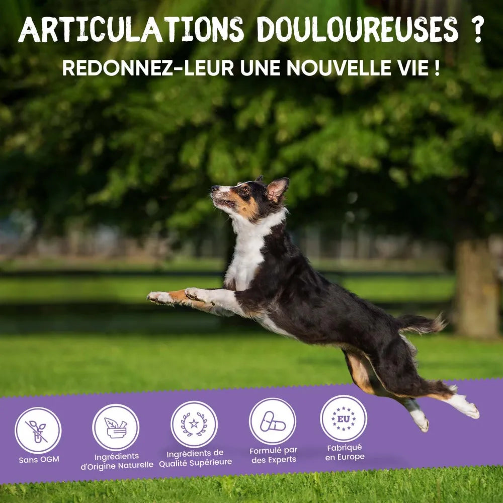 Complément alimentaire pour les articulations douloureuses chez le chien et le chat