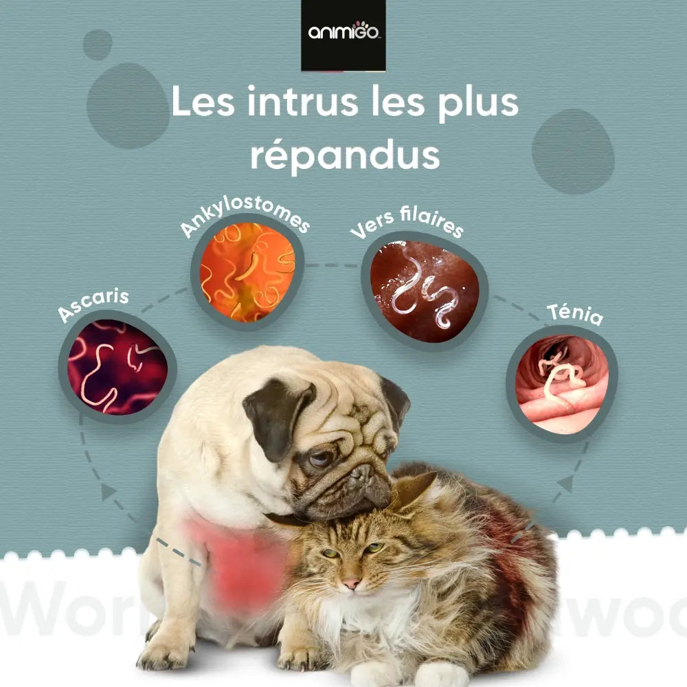 wormwood-advanced-ani-fr-5